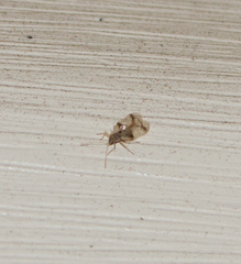 Stephanitis pyrioides