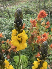 Senna didymobotrya