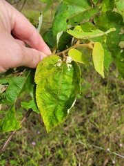 Commersonia bartramia