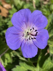 Geranium pratense