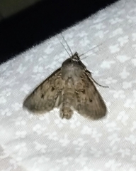 Agrotis malefida