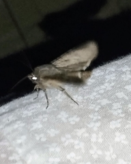 Agrotis malefida
