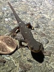 Caudata