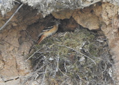 Knipolegus aterrimus