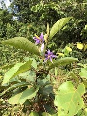 Solanum subinerme