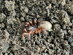 Myrmekiaphila comstocki