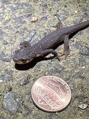 Caudata