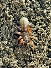 Myrmekiaphila comstocki