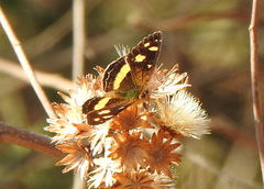 Telenassa berenice