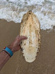 Sepia latimanus