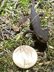 Caudata