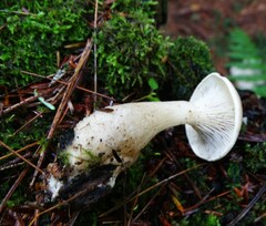 Ampulloclitocybe