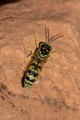 Steniolia elegans