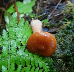 Lactarius subviscidus