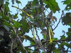 Salpichroa didierana