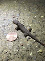 Caudata