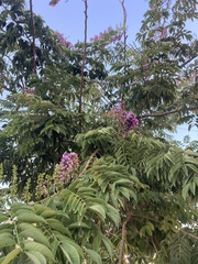 Lonchocarpus