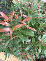 Syzygium