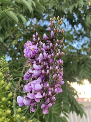 Lonchocarpus
