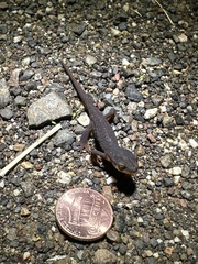 Caudata