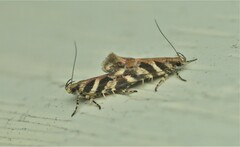 Aristotelia roseosuffusella