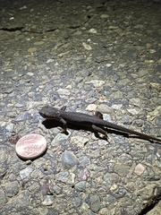 Caudata