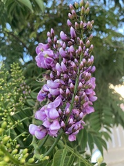 Lonchocarpus