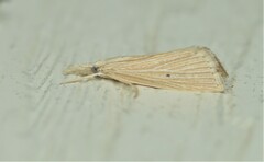 Eoreuma densellus