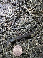 Caudata