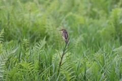 Cisticola marginatus