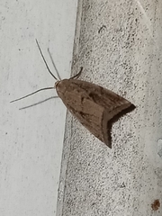 Hypenodes fractilinea