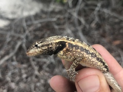 Eurolophosaurus amathites
