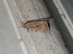 Hypenodes fractilinea