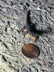 Caudata