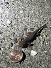 Caudata