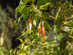 Fuchsia chloroloba