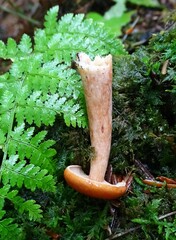 Lactarius subviscidus