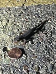 Caudata