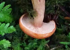Lactarius subviscidus