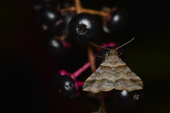 Phalaenophana pyramusalis