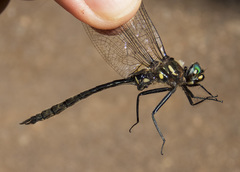 Somatochlora elongata