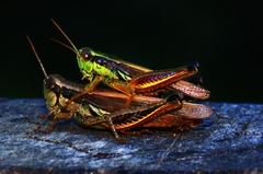 Dichroplus elongatus