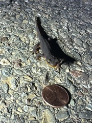 Caudata