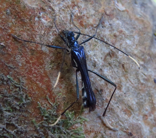 Stenorhopalus gracilipes