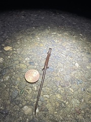 Batrachoseps attenuatus