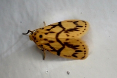 Miltochrista terminospota
