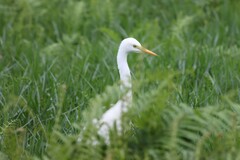 Ardea intermedia brachyrhyncha