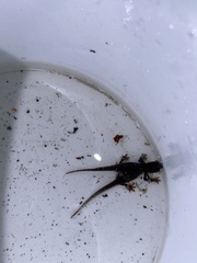 Caudata