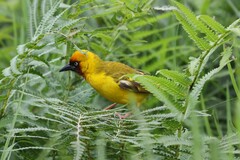Ploceus castanops