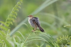 Cisticola marginatus